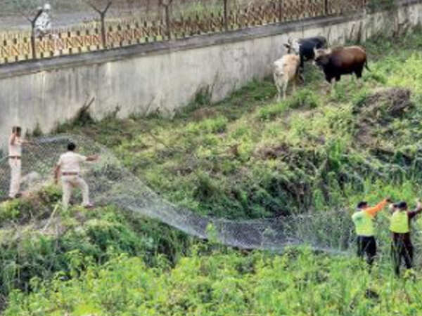 Pune: Gaur enters human habitat for second time in fortnight