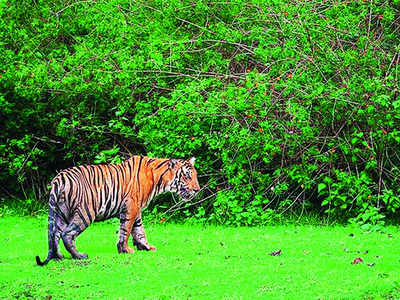 Government dragging its feet on poaching: Activists