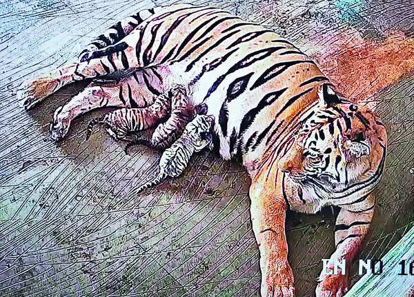 3 tiger cubs, one of them white, born at Nahargarh zoo
