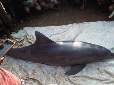 West Bengal: Dolphin dies after being trapped in fishing net for two days