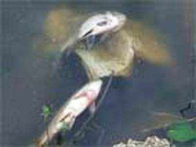 Sewage kills hundreds of fish in Sankey Tank