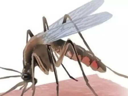 Two dengue and one more swine flu patient in Lucknow