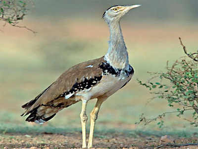 Karnataka’s Great Indian Bustards are disappearing