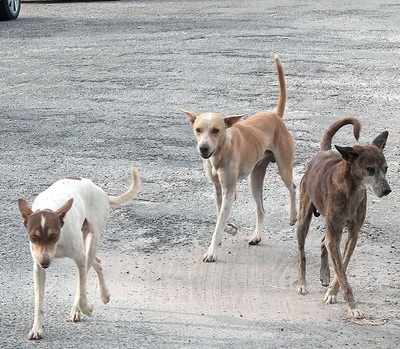 Dog lovers in Bengaluru join hands to treat a canine distemper disease