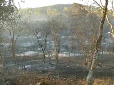 Fire continues to rage in Bandipur for second day