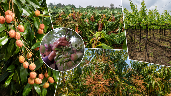 Litchi, mango, apple, grapes: How fruits are falling prey to changing weather