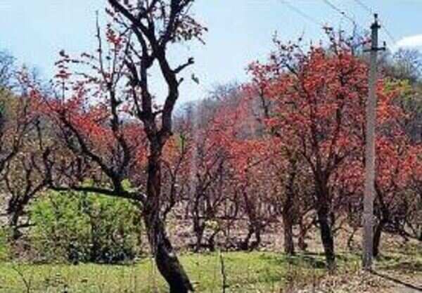 Aravali blushes as birds tweet on Palash trees