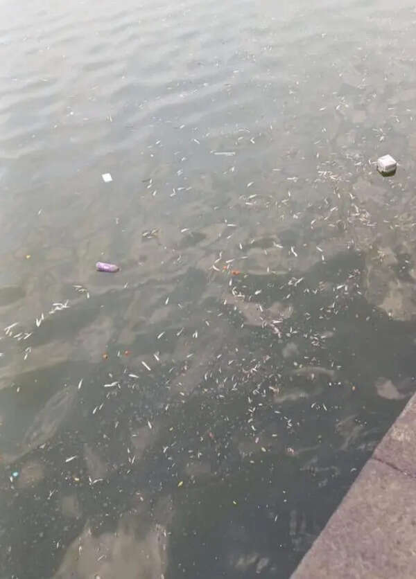 Dead fish found floating in Rankala Lake amid pollution concerns