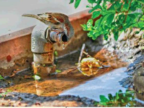 Jaipur zoo takes measures to protect animals from the summer heat