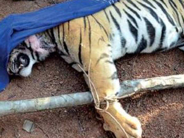 Lalgarh tiger found dead, a spear through its face