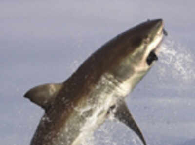 Falling shark numbers off the Karnataka coast alarms experts