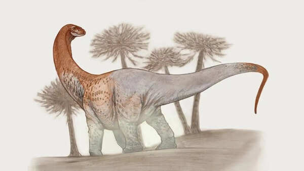 Meet Chucarosaurus: The colossal dinosaur so massive its fossils cracked roads; now reshaping the story of the Titanosaurs