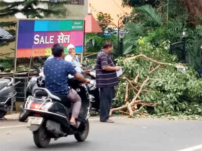 BMC conducts intensive tree trimming after Mulund mishap
