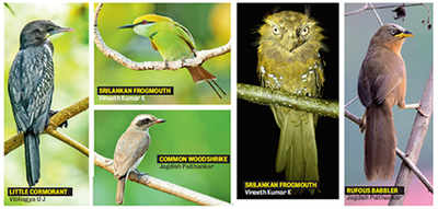 Birds of paradise: 95 species recorded at Mangalore University