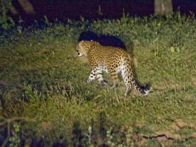 Thane: Leopard strays into a residential area; forest department launches search