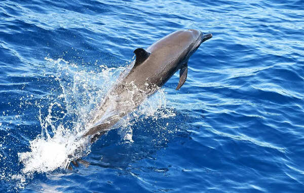 ‘Dolphin Friends’ to monitor endangered river mammal