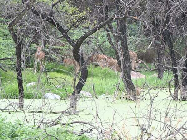  How Hyderabad’s national parks are facing multiple threats, with green cover shrinking