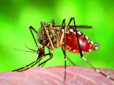 Even mosquitoes prefer techies in Namma Bengaluru