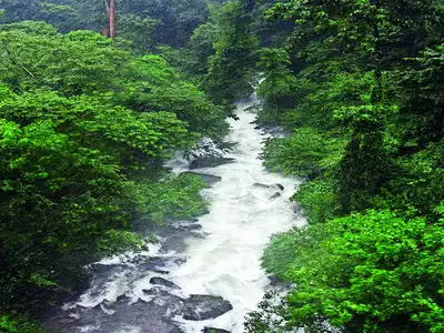 Biodiversity hotspot Karnataka pays a high price