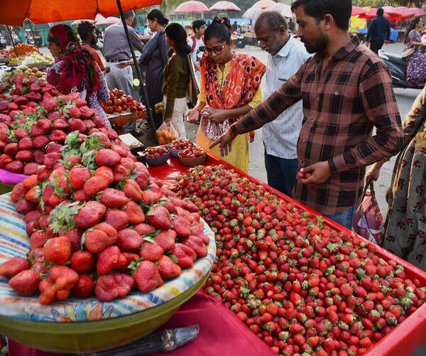 Dang emerges as Gujarat’s strawberry cultivation hub