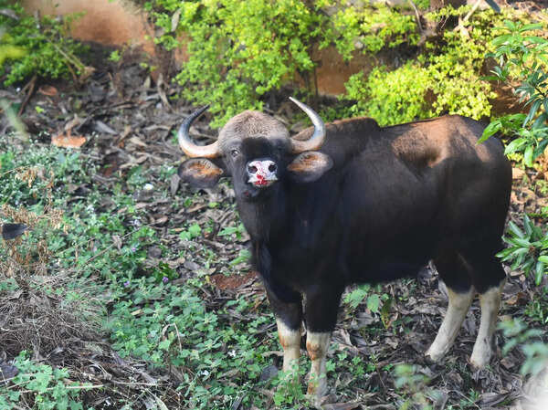 Foresters launch first gaur relocation operation