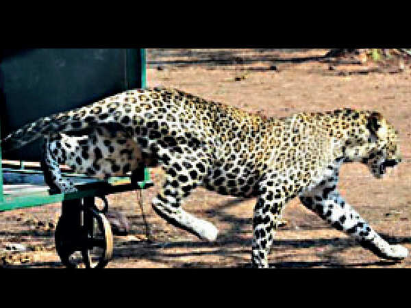 Injured leopard fully recovers at Van Vihar, released at Ratapani