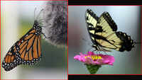 Asola Bhatti sanctuary celebrates September as Delhi butterfly month 
