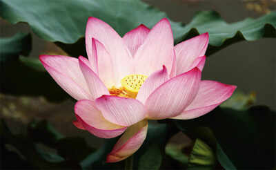 The greenskeeper: Lotus be happy