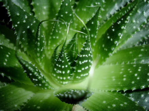 5 plants that release oxygen at night! | The Times of India