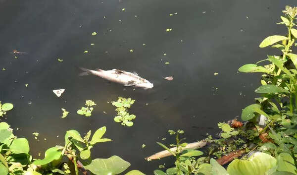 Dead fish found floating in Godavari River, NMC & MPCB start probe