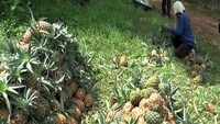 Nagaland pineapple farmers stare at losses amid COVID crisis 