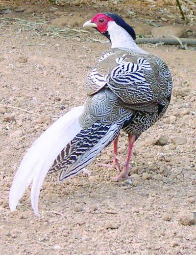 Indian or Chinese? Not a pheasant surprise by CID forest wing