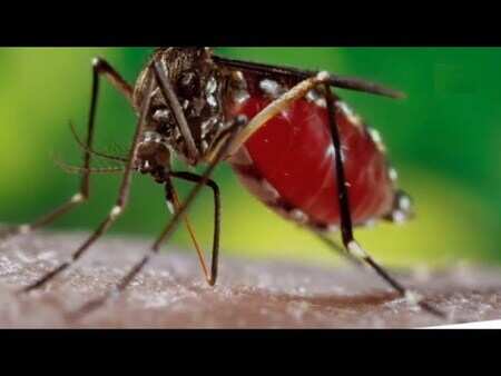 Asians, Europeans more vulnerable to severe dengue