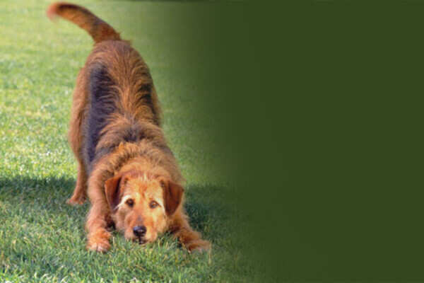 How to keep your ageing dog healthy