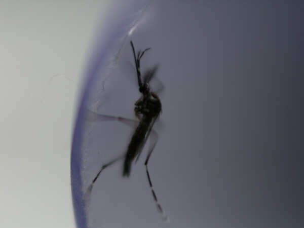 Is the mosquito that bites a dengue or malaria carrier?