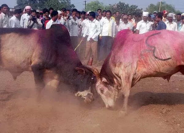 Man killed in clash following argument at illegal bullfight in Jalna; 2 FIRs registered, 3 arrested
