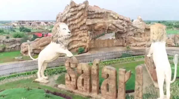 Lioness from Rohtak selected to mate with Etawah Safari lions