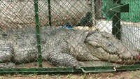 Forest dept rescues 13-ft-long crocodile in Vadodara 