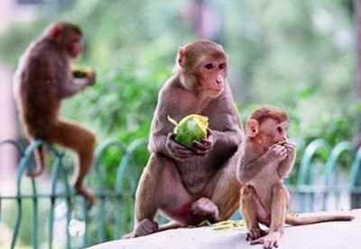 Monkeys harrass residents in Varthur, Bengaluru: ring door bells, play in pool and attack children