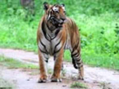 Volunteers for tiger census plummet from 500 to 5