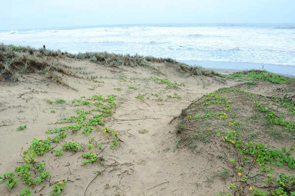 Calangute residents point to destruction of sand dunes