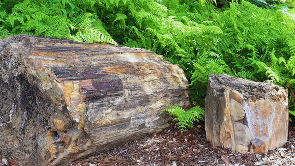 I sat on a 65-million-year-old fossil, and why I’d do it again: It almost felt like…