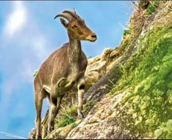 App launched for analysing Nilgiri Tahr population data