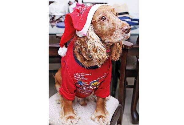 Noida pets beat the winter chill with funky hats, hoodies and jackets