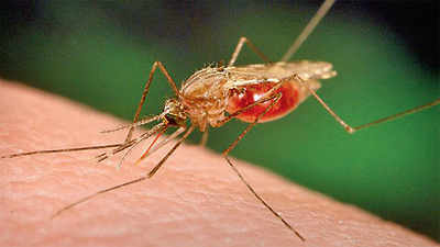 Sting operation: Malaria, dengue cases on the rise