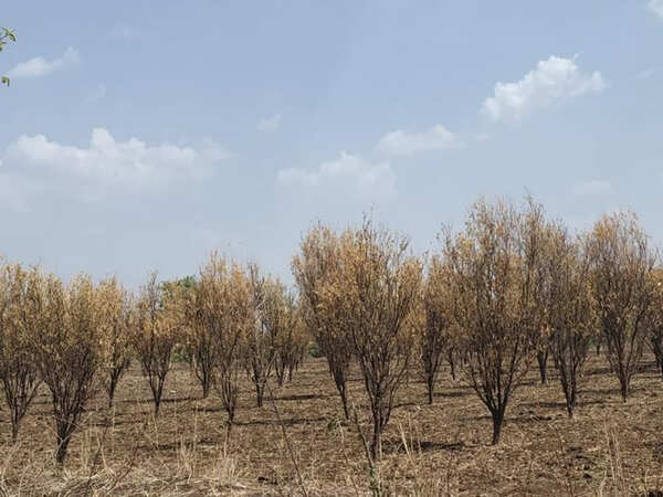 More orange farmers call in with ‘dying orchard’ reports