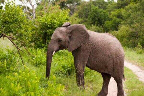 Dasara honour for 3 new elephants