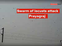 Swarm of locusts attack Prayagraj 