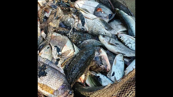 Cansaulim fishermen report mixed catch, invasive fish outnumber natives