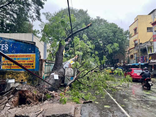 Tree uprooted due to rain at TNHB 31st Street in Chennai.